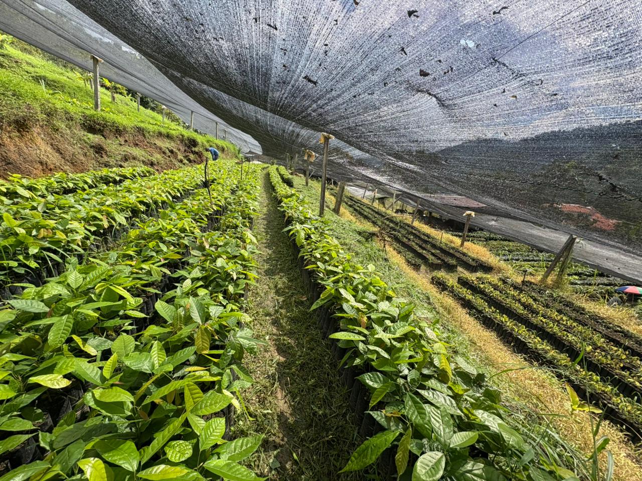 Misión villajuliana